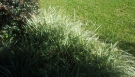 Horticultural Consultancy